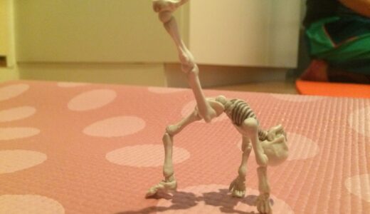 ヨガ解剖機能学