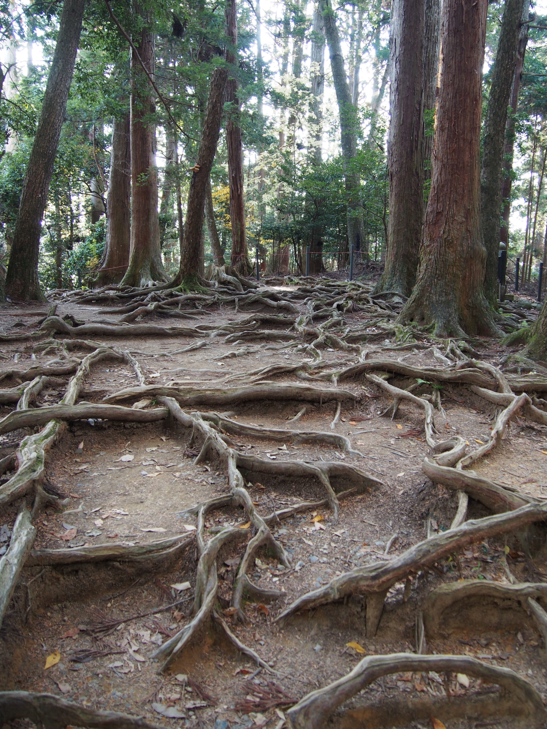 パワースポット巡りとヨガツアー